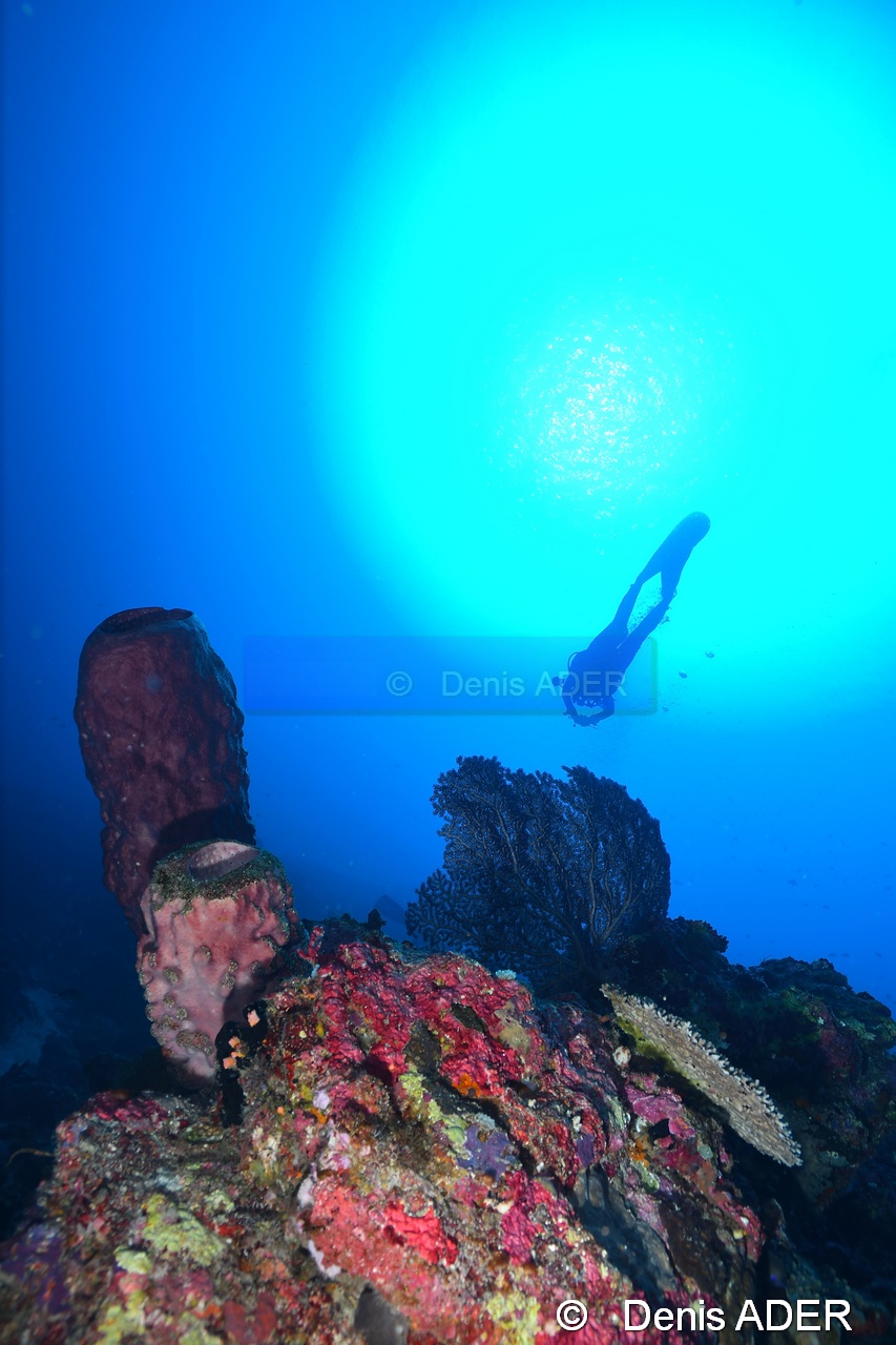 Ambiance Catherine-Wakatobi Wangi Island-33m-20180601-Denis-ADER-DSC_2834_tn.jpg